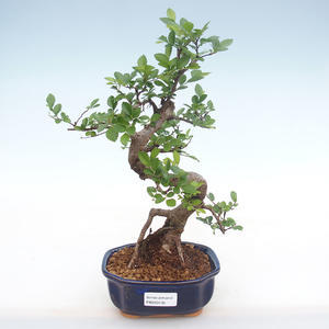 Pokojová bonsai - Ulmus parvifolia - Malolistý jilm PB220135