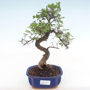Pokojová bonsai - Ulmus parvifolia - Malolistý jilm PB220137