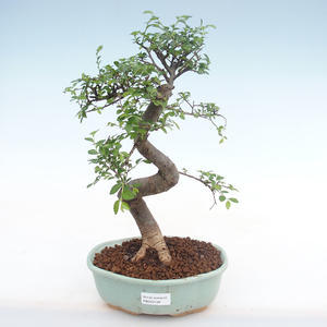 Pokojová bonsai - Ulmus parvifolia - Malolistý jilm PB220139