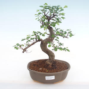 Pokojová bonsai - Ulmus parvifolia - Malolistý jilm PB220140