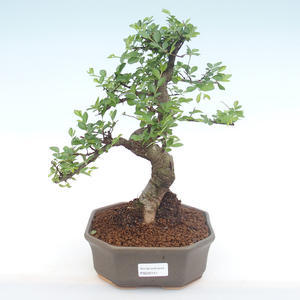 Pokojová bonsai - Ulmus parvifolia - Malolistý jilm PB220141