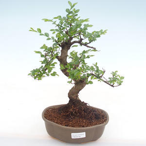 Pokojová bonsai - Ulmus parvifolia - Malolistý jilm PB220142