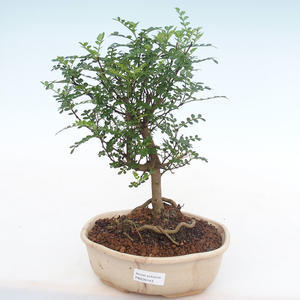 Pokojová bonsai - Zantoxylum piperitum - Pepřovník PB220143