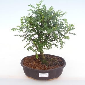 Pokojová bonsai - Zantoxylum piperitum - Pepřovník PB220144