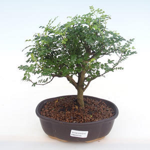Pokojová bonsai - Zantoxylum piperitum - Pepřovník PB220146