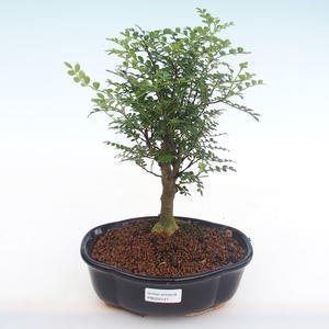 Pokojová bonsai - Zantoxylum piperitum - Pepřovník PB220147