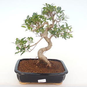 Pokojová bonsai - Ficus retusa -  malolistý fíkus PB220151