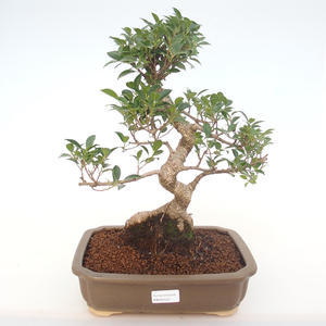 Pokojová bonsai - Ficus retusa -  malolistý fíkus PB220152