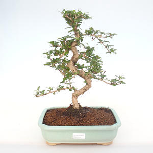 Pokojová bonsai - Carmona macrophylla - Čaj fuki PB220153
