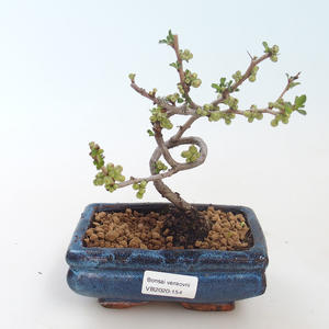 Pokojová bonsai - Carmona macrophylla - Čaj fuki PB220154