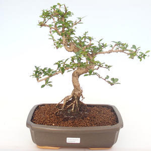 Pokojová bonsai - Carmona macrophylla - Čaj fuki PB220155