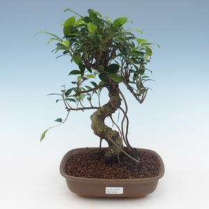 Pokojová bonsai - Ficus retusa -  malolistý fíkus PB2191562