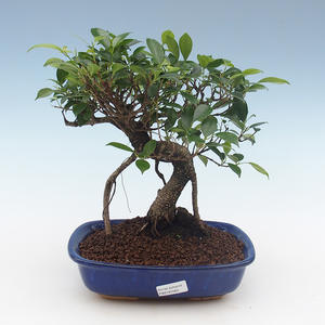 Pokojová bonsai - Ficus retusa -  malolistý fíkus PB2191563