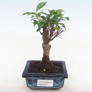 Pokojová bonsai - Ficus retusa -  malolistý fíkus PB220157