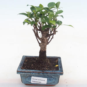 Pokojová bonsai - Ficus retusa -  malolistý fíkus PB220160