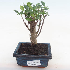 Pokojová bonsai - Ficus retusa -  malolistý fíkus PB220161
