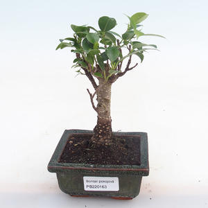 Pokojová bonsai - Ficus retusa -  malolistý fíkus PB220163