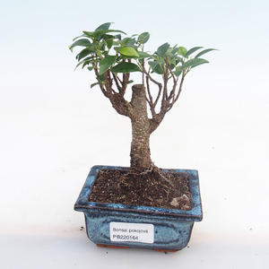 Pokojová bonsai - Ficus retusa -  malolistý fíkus PB220164