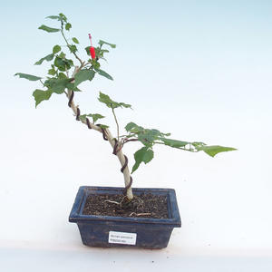 Pokojová bonsai - malokvětý ibišek PB220165