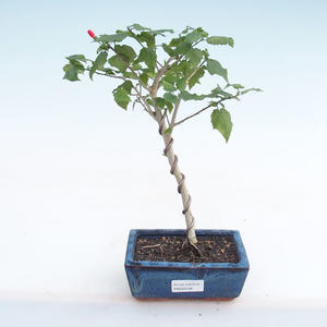 Pokojová bonsai - malokvětý ibišek PB220166
