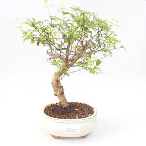 Pokojová bonsai-PUNICA granatum nana-Granátové jablko PB220168