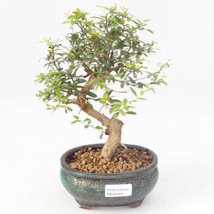 Pokojová bonsai-PUNICA granatum nana-Granátové jablko PB220169