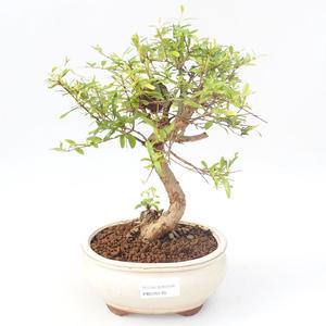 Pokojová bonsai-PUNICA granatum nana-Granátové jablko PB220170