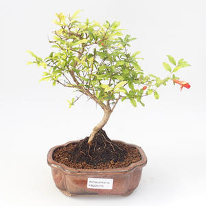Pokojová bonsai-PUNICA granatum nana-Granátové jablko PB220172