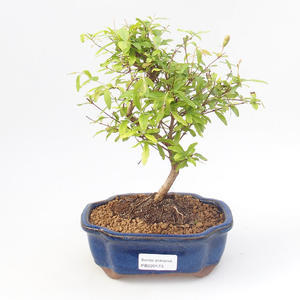 Pokojová bonsai-PUNICA granatum nana-Granátové jablko PB220173