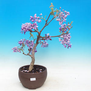 Venkovní bonsai - Wistarie - Wistaria chinensis