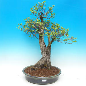 Venkovní bonsai  - Ulmus Glabra - Jilm