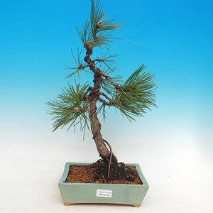 Venkovní bonsai - Pinus nigra - Borovice černá