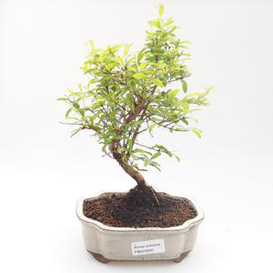 Venkovní bonsai -Habr obecný - Carpinus carpinoides