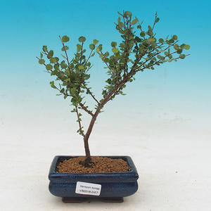 Venkovní bonsai - bříza trpasličí - Betula NANA
