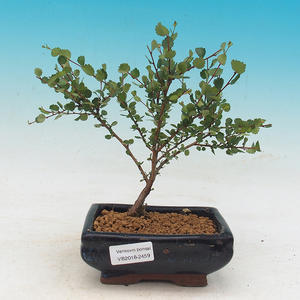 Venkovní bonsai - bříza trpasličí - Betula NANA