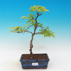 Acer palmatum Aureum - Javor dlanitolistý zlatý