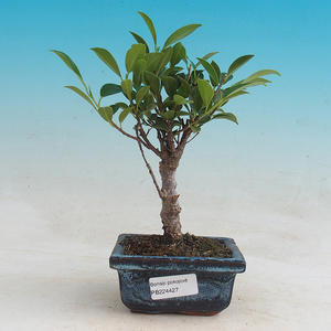 Pokojová bonsai - Ficus retusa -  malolistý fíkus