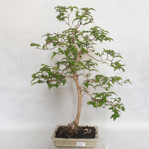Pokojová bonsai - Australská třešeň - Eugenia uniflora