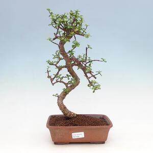 Pokojová bonsai - Portulakaria Afra - Tlustice