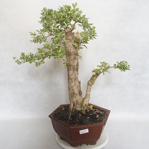 Pokojová bonsai - Duranta erecta Variegata