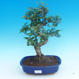 Pokojová bonsai -Ligustrum chinensis - Ptačí zob