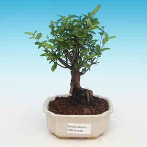 Keramická bonsai miska   - páleno v plynové peci 1240 °C