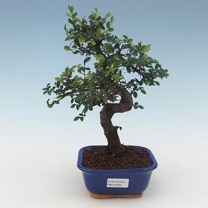 Pokojová bonsai - Ulmus parvifolia - Malolistý jilm PB2191504