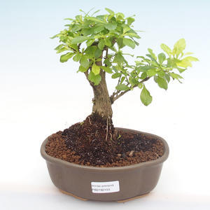 Pokojová bonsai - Ulmus parvifolia - Malolistý jilm PB2191510
