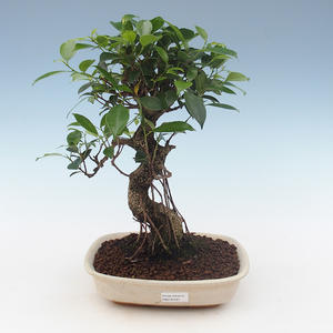 Pokojová bonsai - Ficus retusa -  malolistý fíkus PB2191561