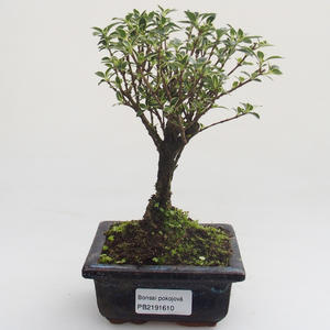 Pokojová bonsai - Serissa foetida Variegata - Strom tisíce hvězd PB2191610