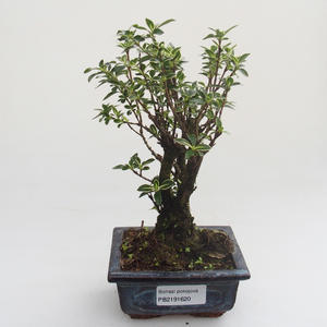 Pokojová bonsai - Serissa foetida Variegata - Strom tisíce hvězd PB2191620