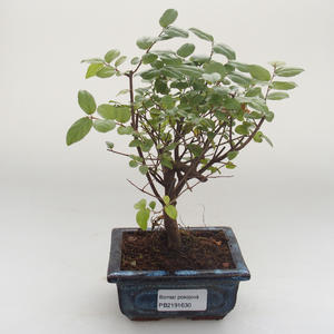 Pokojová bonsai - Sagerécie thea - Sagerécie thea PB2191630