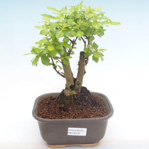 Pokojová bonsai - Carmona macrophylla - Čaj fuki PB2191701