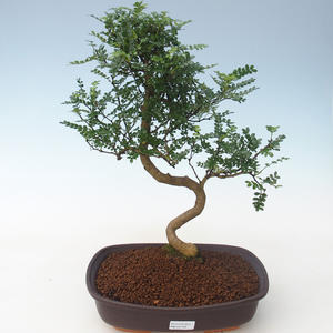 Pokojová bonsai - Zantoxylum piperitum - Pepřovník PB2191703